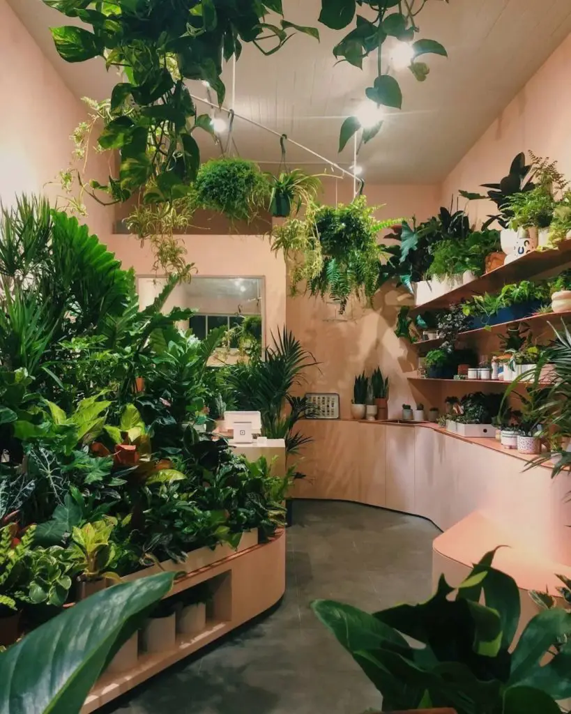 Plants and Friends to Open New Nursery in Hayes Valley
