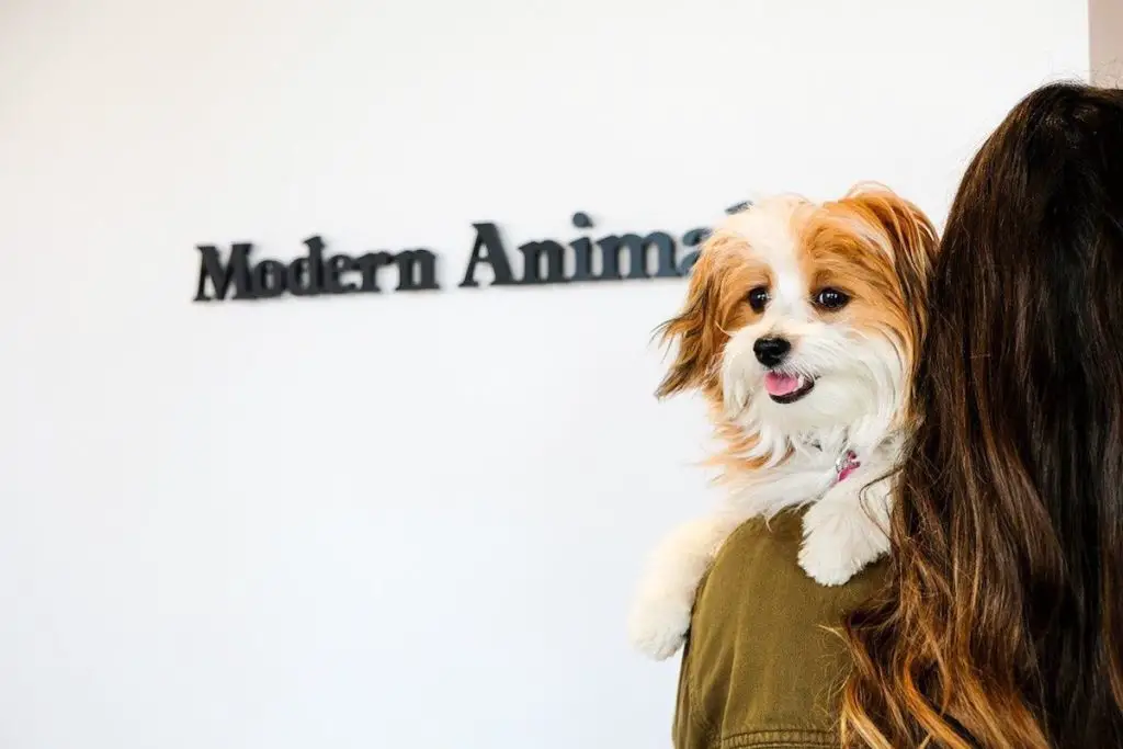 Modern Animal Bringing Reimagined Veterinary Care to the Bay Area in 2022